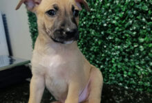 Adoção de animais ganha destaque com evento de pets no Buriti Shopping neste sábado