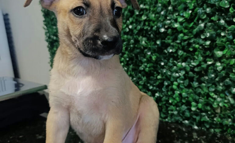 Adoção de animais ganha destaque com evento de pets no Buriti Shopping neste sábado