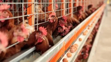 Alimentação animal define qualidade nutricional e sensorial de carnes, leite e ovos
