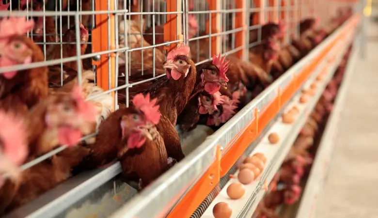 Alimentação animal define qualidade nutricional e sensorial de carnes, leite e ovos
