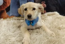 Aparecida de Goiânia promove feira de adoção de animais neste sábado