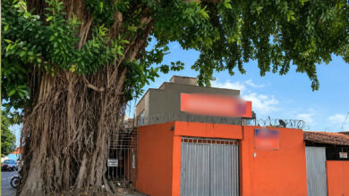 Após dois anos de espera, prefeitura de Goiânia usa dois guindastes para remover gameleira em Campinas
