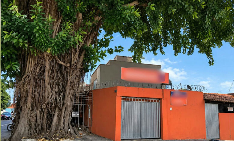 Após dois anos de espera, prefeitura de Goiânia usa dois guindastes para remover gameleira em Campinas