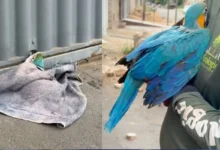 Araras-canindé buscam filhotes em Aparecida de Goiânia após queda de palmeira e seguem ao Cetas
