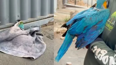 Araras-canindé buscam filhotes em Aparecida de Goiânia após queda de palmeira e seguem ao Cetas