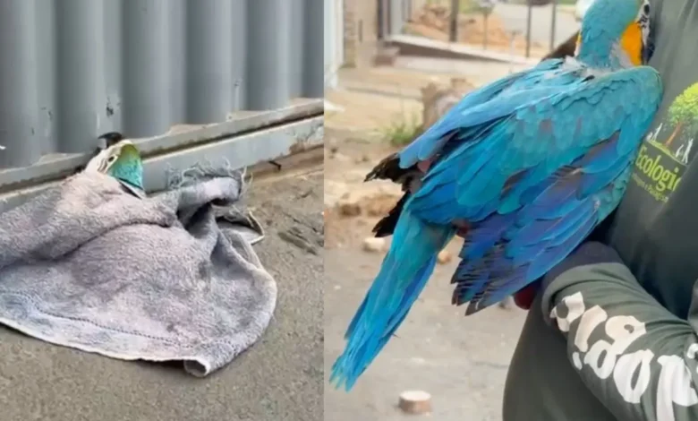 Araras-canindé buscam filhotes em Aparecida de Goiânia após queda de palmeira e seguem ao Cetas