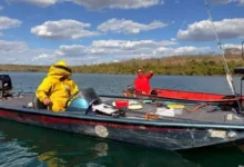 Ataque de abelhas força pai e filho a buscarem refúgio em rio durante pescaria