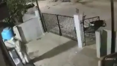 Ataque de macaco resulta na morte de idosa de 91 anos na Índia