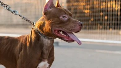 Ataque de pit bull resulta em morte de criança dentro de residência no Paraná