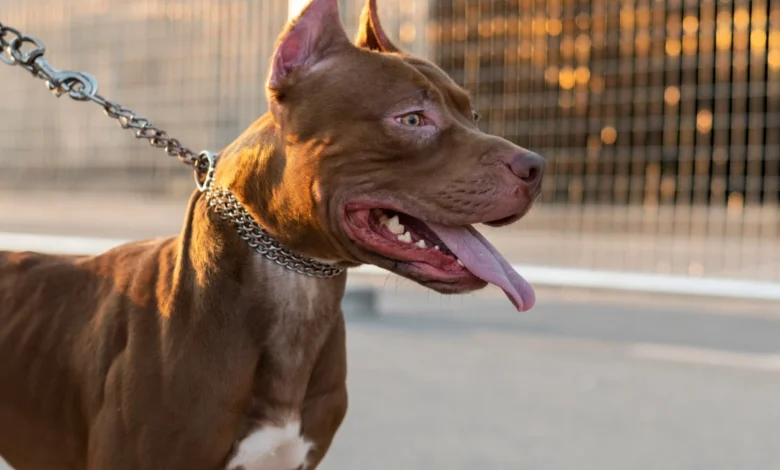 Ataque de pit bull resulta em morte de criança dentro de residência no Paraná