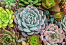 Bazar Estação das Plantas oferece variedade botânica em Aparecida de Goiânia