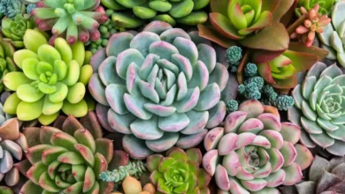 Bazar Estação das Plantas oferece variedade botânica em Aparecida de Goiânia