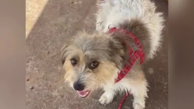 Cadela resgatada de bueiro em Goiânia encontra novo lar com casal protetor