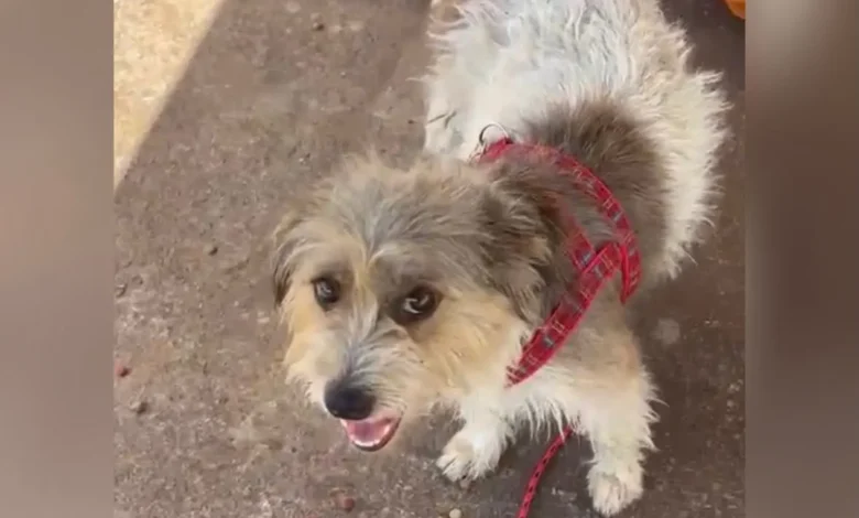 Cadela resgatada de bueiro em Goiânia encontra novo lar com casal protetor