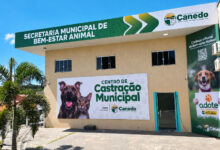Castração animal gratuita em Senador Canedo atinge marca de 1.900 procedimentos