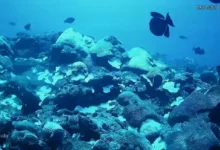 Ciência busca soluções inovadoras para proteger corais do aquecimento dos oceanos