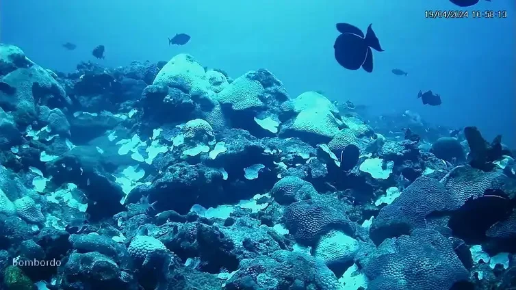 Ciência busca soluções inovadoras para proteger corais do aquecimento dos oceanos