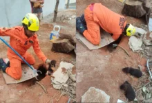 Cinco filhotes são salvos pelos bombeiros após ficarem presos em terreno de Caldas Novas