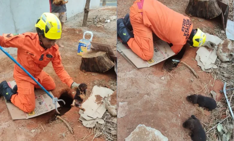 Cinco filhotes são salvos pelos bombeiros após ficarem presos em terreno de Caldas Novas