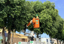 Comurg intensifica poda preventiva em Goiânia para reduzir acidentes com jamelões
