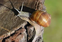 Conchas de caracol revelam registros históricos de ciclones e chuvas extremas