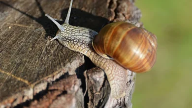 Conchas de caracol revelam registros históricos de ciclones e chuvas extremas