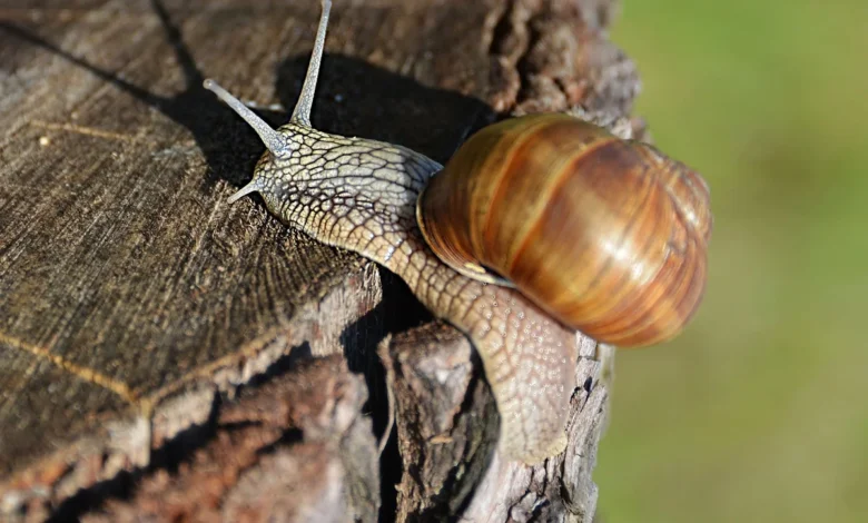 Conchas de caracol revelam registros históricos de ciclones e chuvas extremas