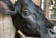 Descoberta de nova bactéria em bovinos abre caminho para controle da ceratoconjuntivite