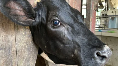 Descoberta de nova bactéria em bovinos abre caminho para controle da ceratoconjuntivite