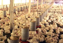 Exportação de vísceras de frango em Goiás dispara com demanda internacional