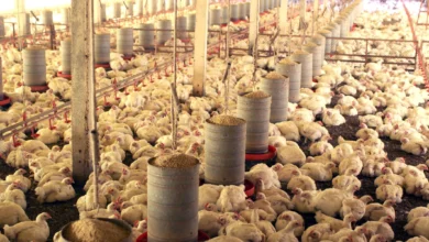 Exportação de vísceras de frango em Goiás dispara com demanda internacional