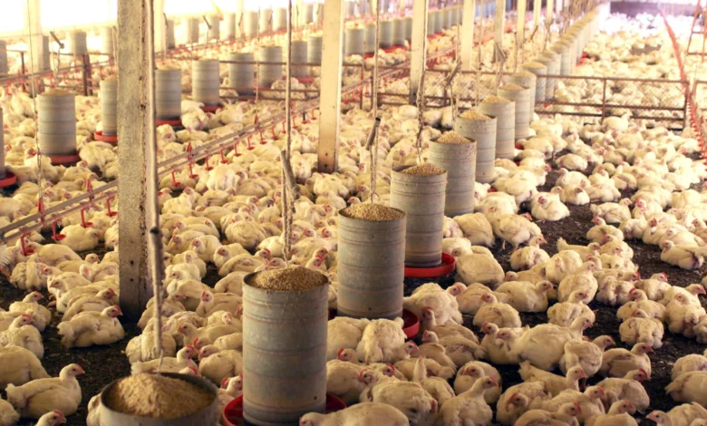 Exportação de vísceras de frango em Goiás dispara com demanda internacional