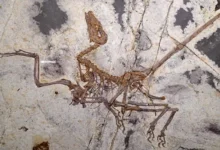 Fóssil chinês de dinossauro emplumado oferece novas respostas sobre a evolução do voo