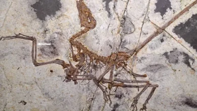 Fóssil chinês de dinossauro emplumado oferece novas respostas sobre a evolução do voo