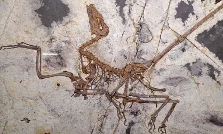 Fóssil chinês de dinossauro emplumado oferece novas respostas sobre a evolução do voo