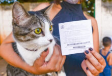 Goiânia imuniza mais de 74 mil animais contra a raiva em campanha municipal