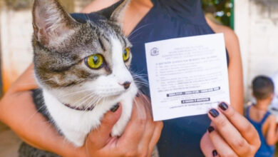 Goiânia imuniza mais de 74 mil animais contra a raiva em campanha municipal