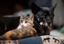 Goiânia inicia mutirão de castração gratuita para cães e gatos com microchipagem