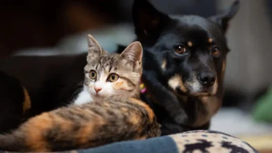 Goiânia inicia mutirão de castração gratuita para cães e gatos com microchipagem