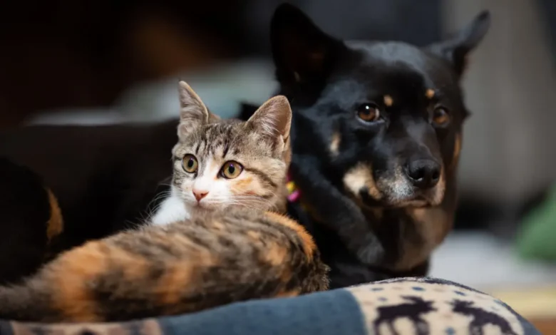 Goiânia inicia mutirão de castração gratuita para cães e gatos com microchipagem