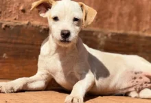 Goiânia promove feira de adoção com 31 cães neste sábado