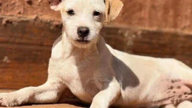 Goiânia promove feira de adoção com 31 cães neste sábado