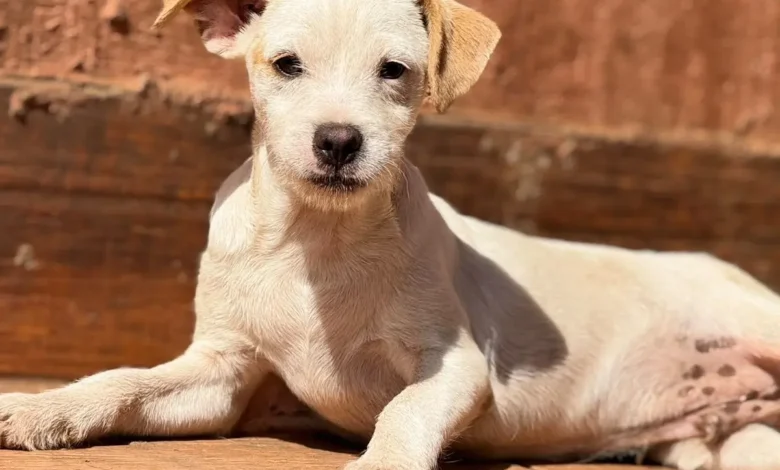 Goiânia promove feira de adoção com 31 cães neste sábado