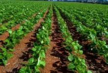Goiás atinge recorde histórico de área plantada e fatura R$ 72,7 bilhões no campo