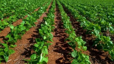 Goiás atinge recorde histórico de área plantada e fatura R$ 72,7 bilhões no campo
