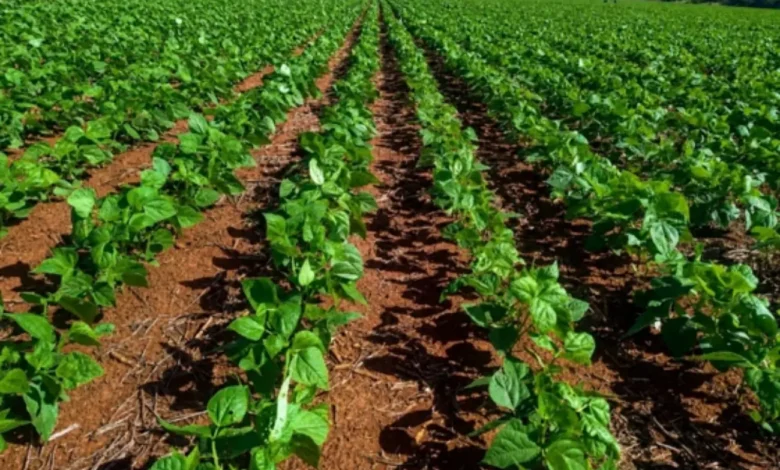 Goiás atinge recorde histórico de área plantada e fatura R$ 72,7 bilhões no campo