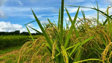 Goiás busca autossuficiência no arroz com expansão produtiva no Vão do Paranã
