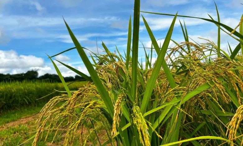 Goiás busca autossuficiência no arroz com expansão produtiva no Vão do Paranã