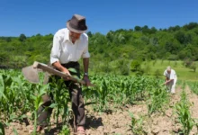 Instrução concentrada agiliza concessão de benefícios rurais no INSS