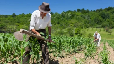 Instrução concentrada agiliza concessão de benefícios rurais no INSS